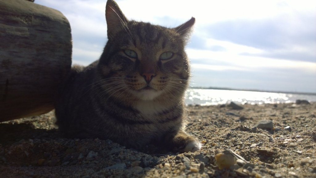Котяра загорал в Огурцово =)
