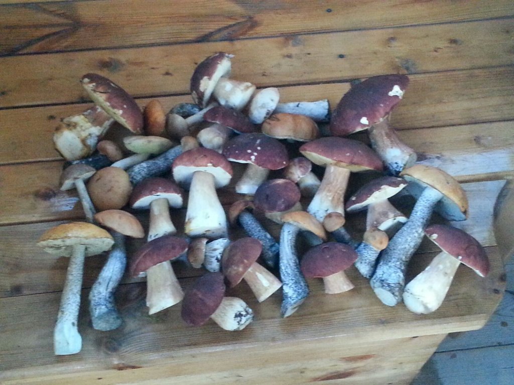 грибочки