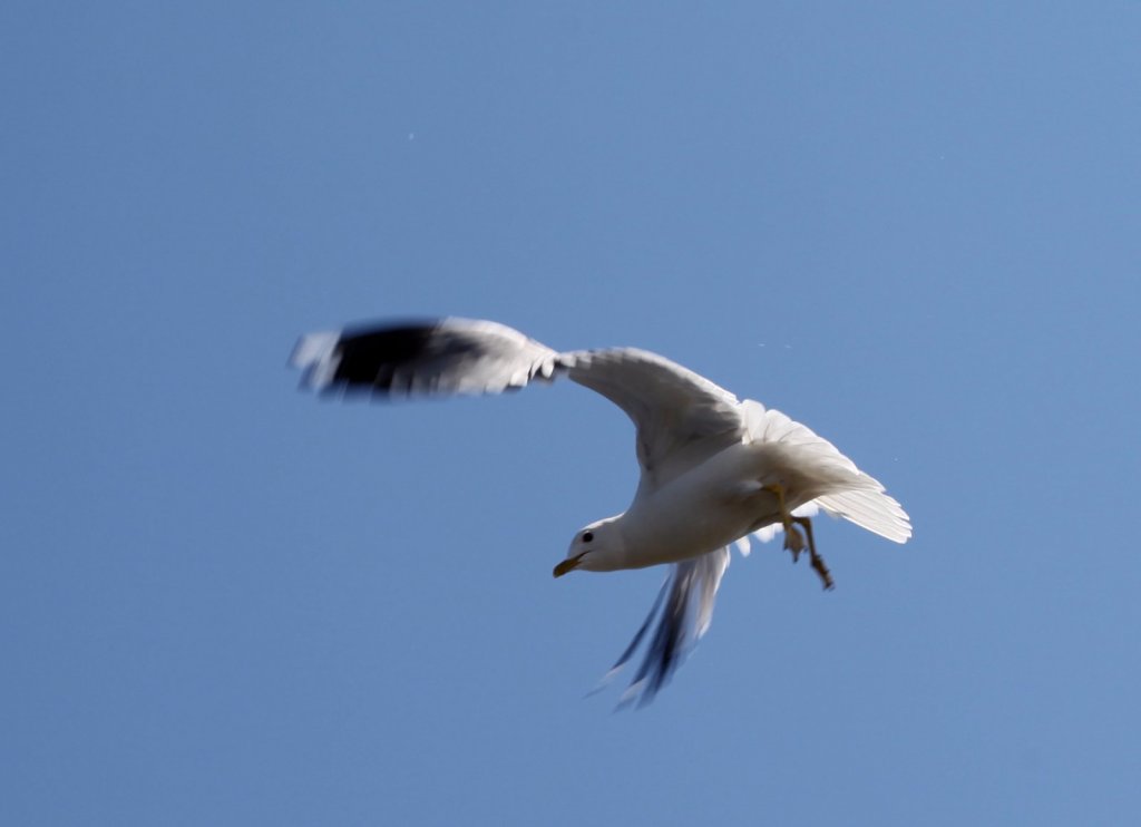 Larus