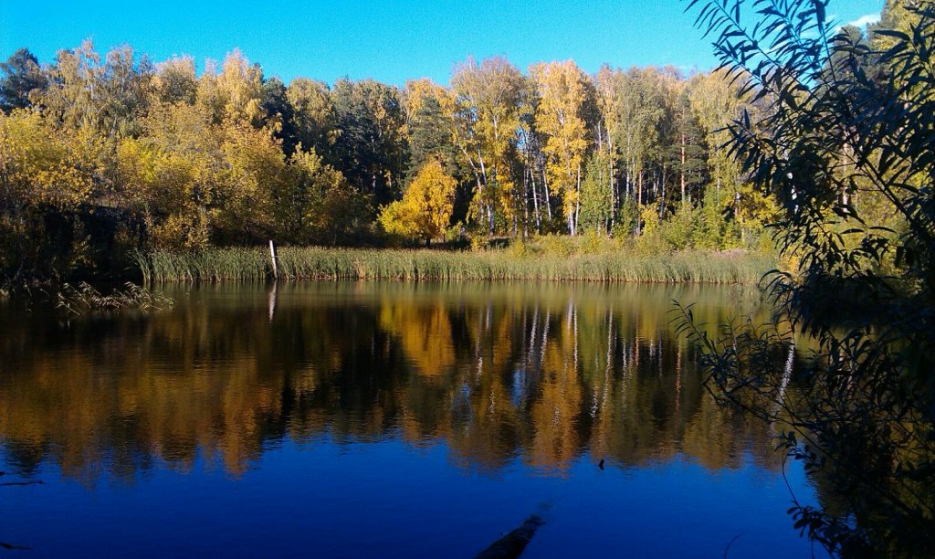 Лесное озеро