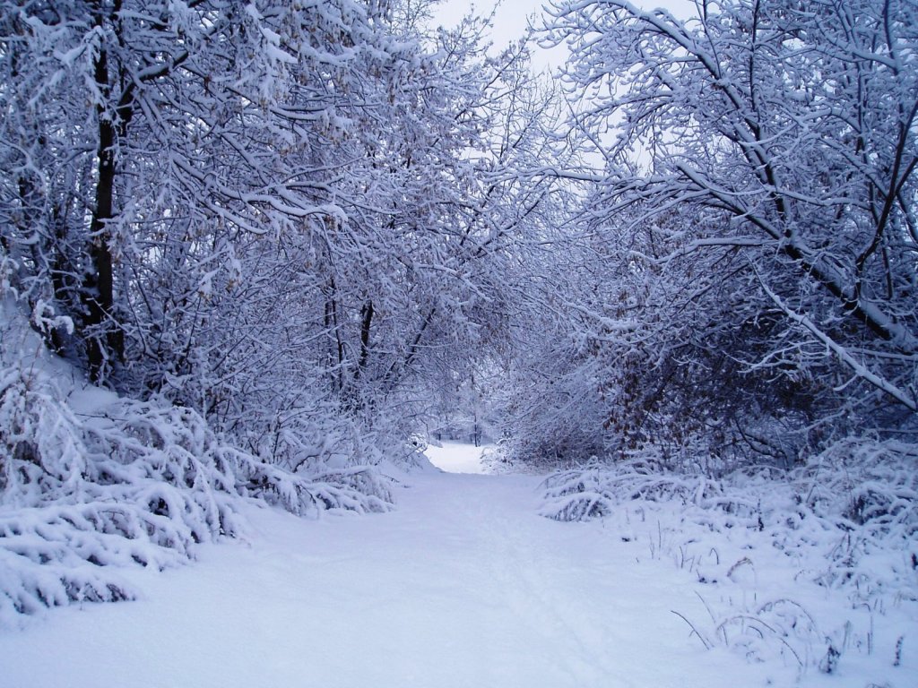 Нарядная тропинка к р. Обь.