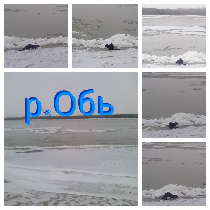 р.Обь.... Сушняк ))