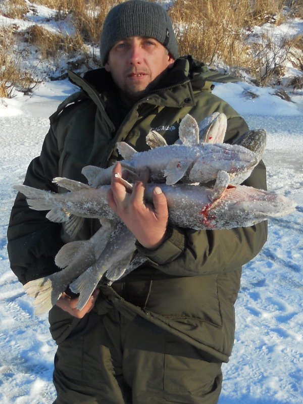 Тоя 2015г