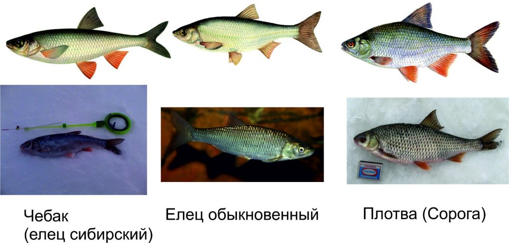 Чебак, елец, сорога. К отчету Момент истины (Совхозная).