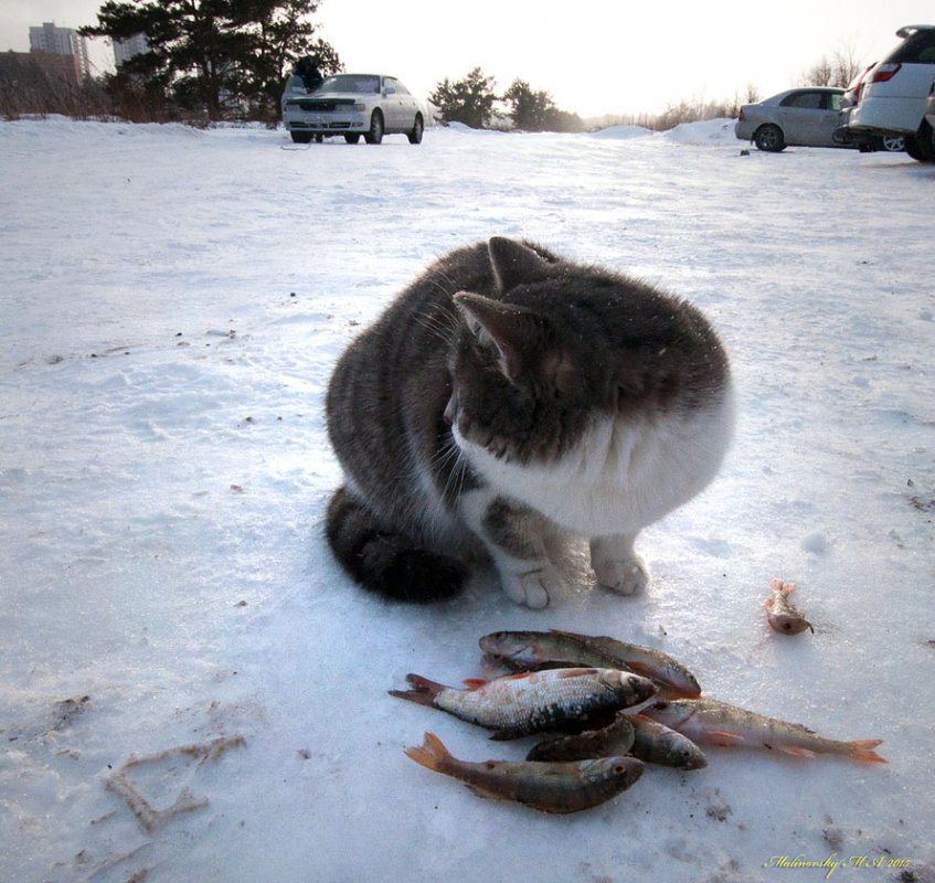 "..Здесь рыбку дают,а там сало...что же выбрать?..."