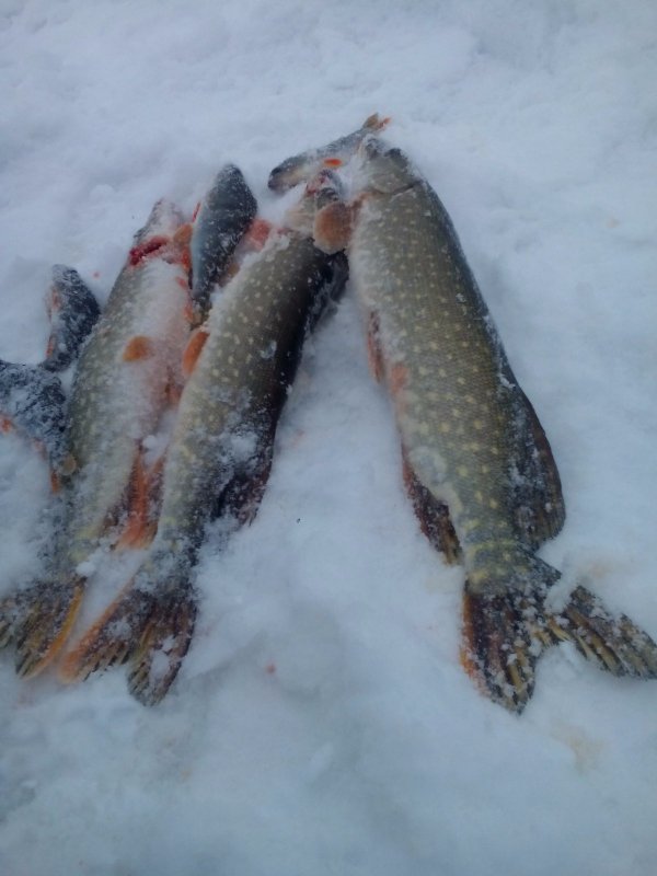 Сегодня в городе кусат.