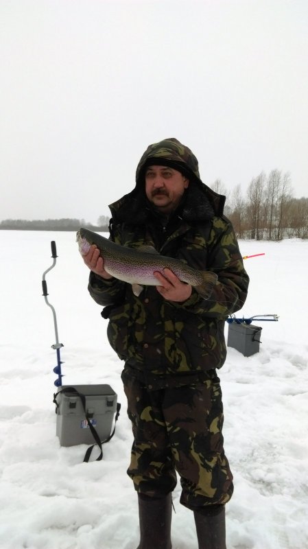 форель