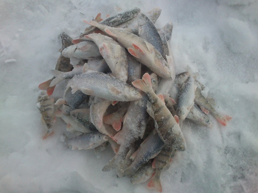 С утречка, безмотылка..