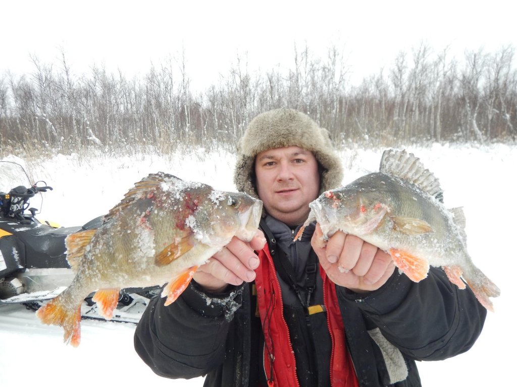 близнецы