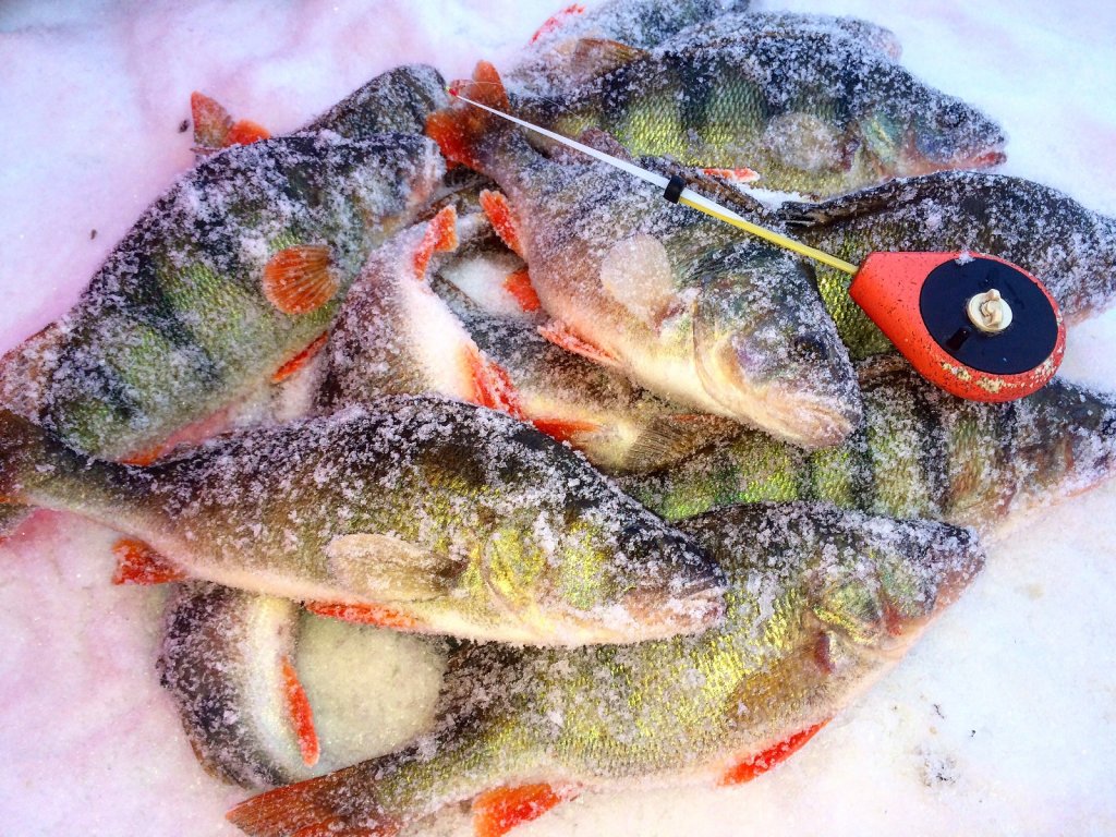 Напоролся на стайку полосатых. Р. Обь