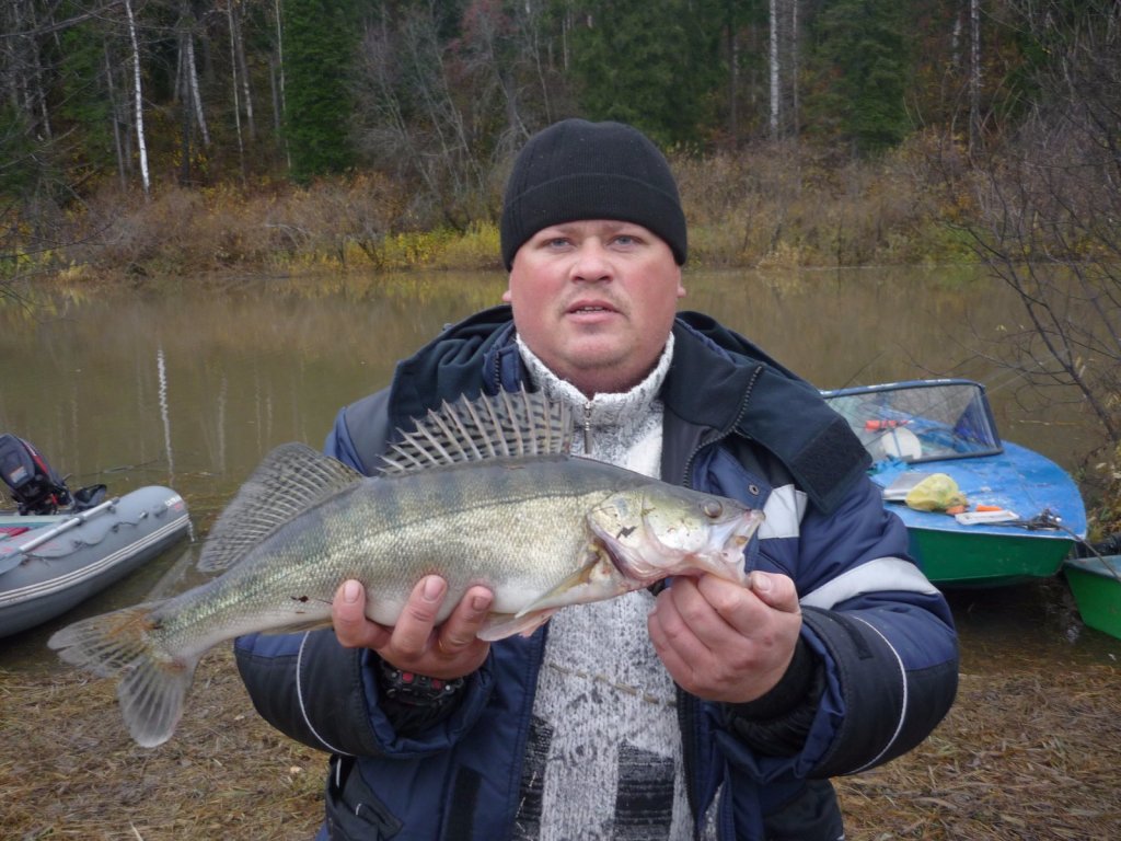 Судак 1,6 кг