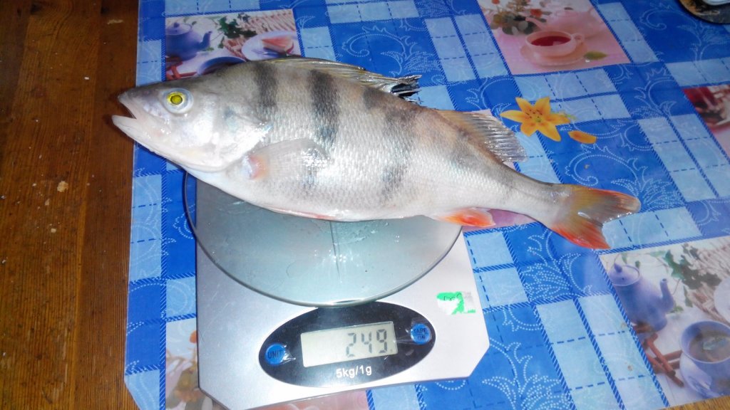 Окунь 250 гр.