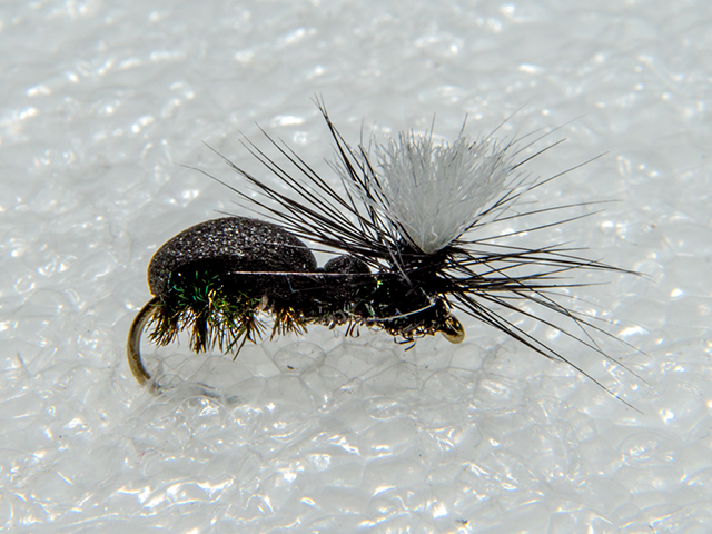 Foam Ant