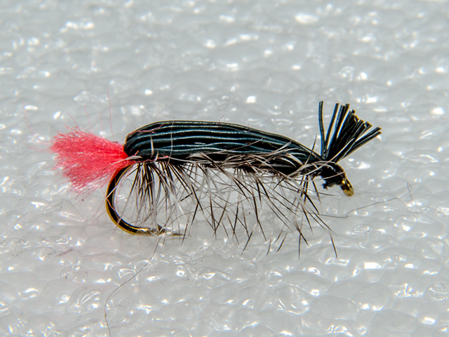 Badis-N Black