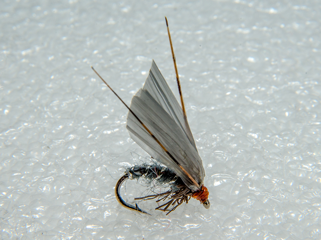 Popa Caddis Grey