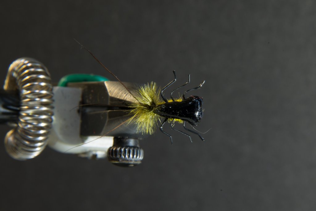 Heptagenid Nymph