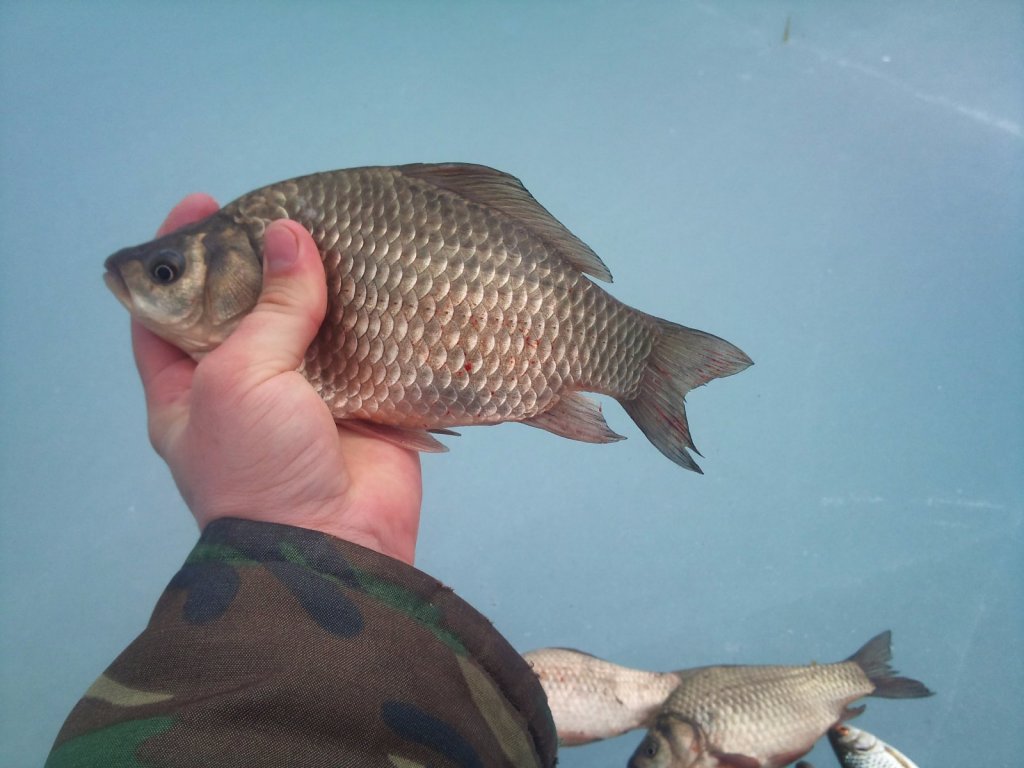 Мартовский карасик на мормыху
