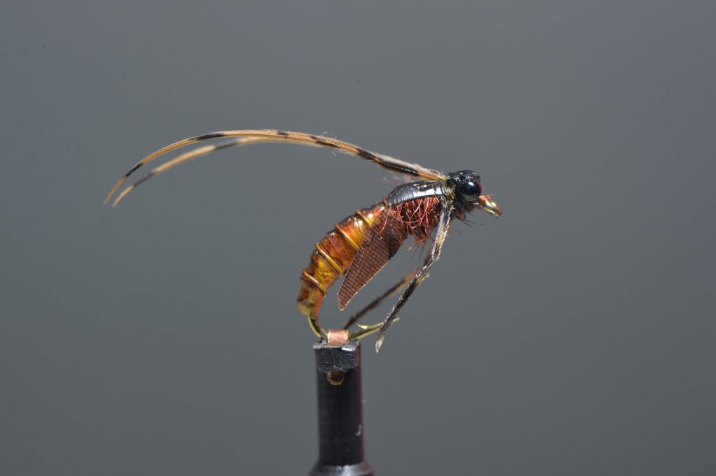 Caddis Pupa