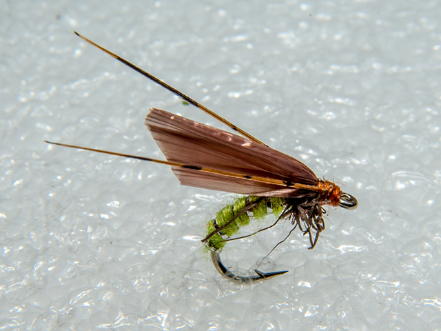 Popa Caddis Brown