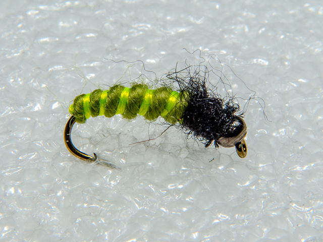 Caddis Pupa