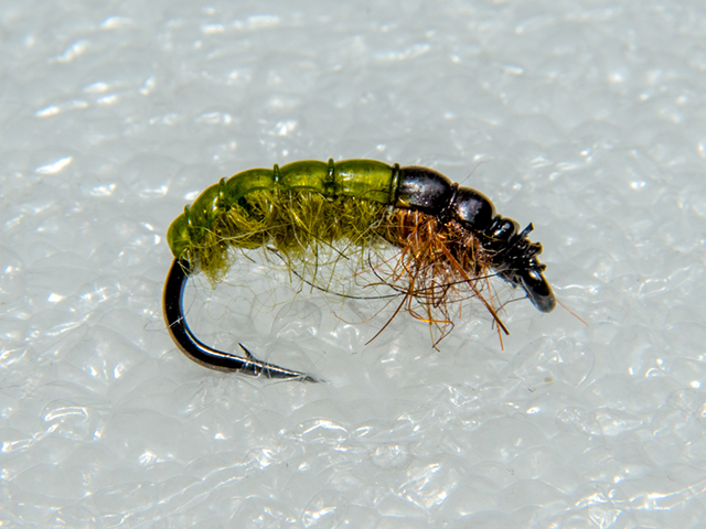 Hydrophsyche Caddis Larva