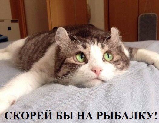 Карася хочу!