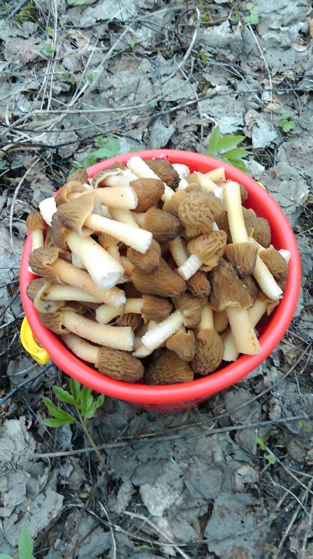 Грибалка