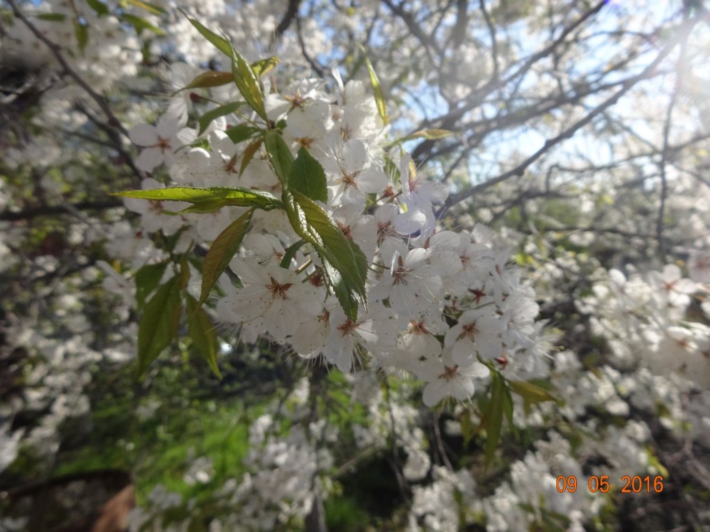 Цветение сибирской сливы.