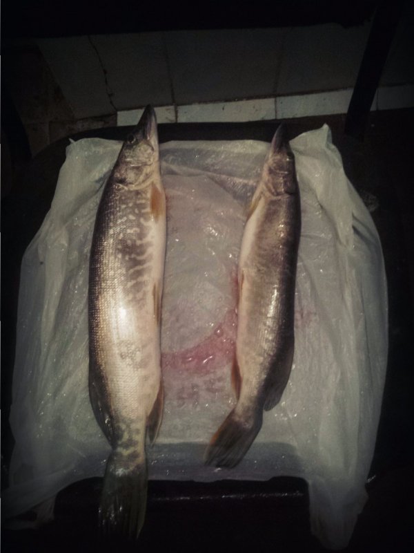 Обь радует щукой = )
