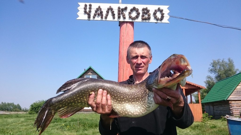 Щука 6,5 кг с пойменных озер