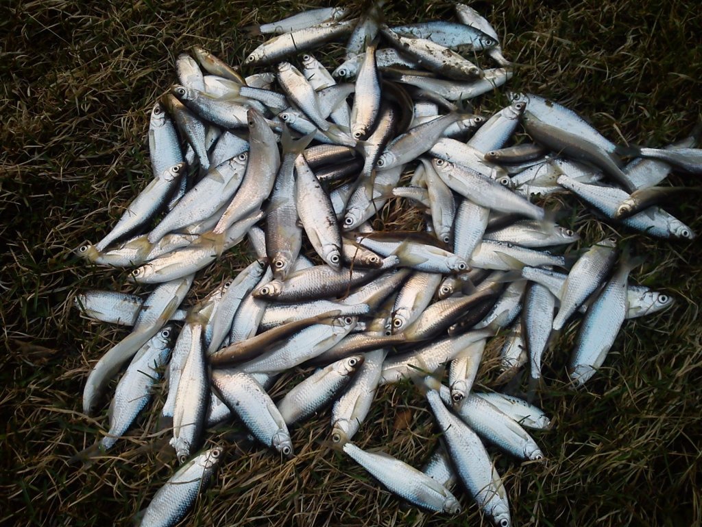 Уклейка.