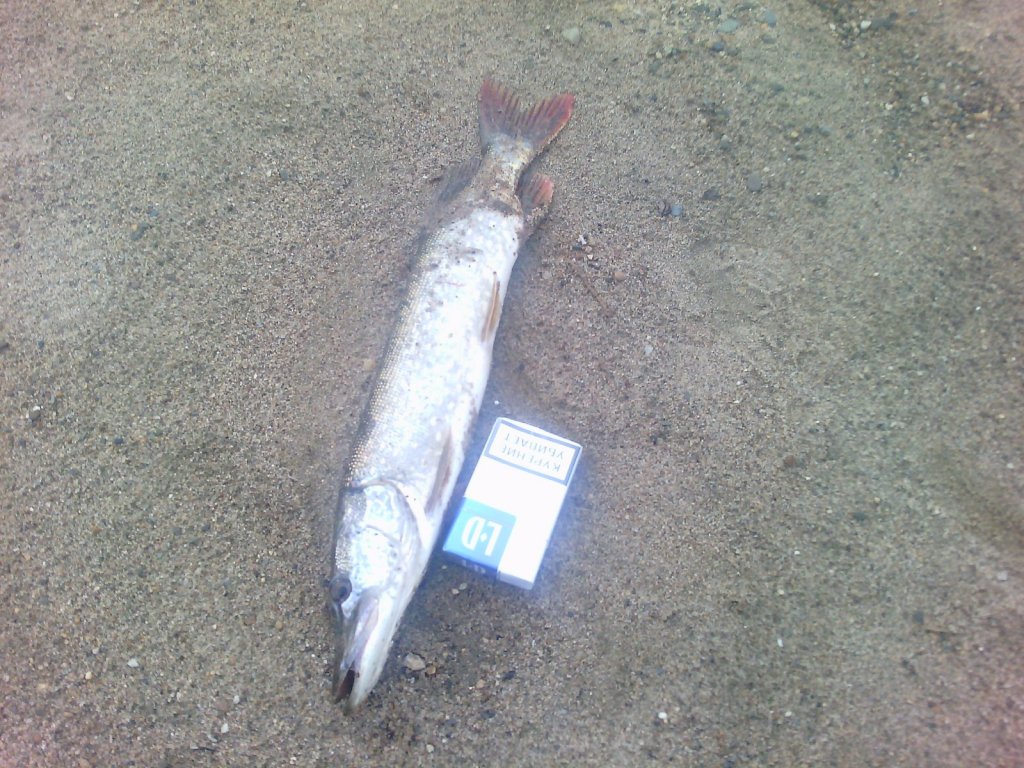 на Уени