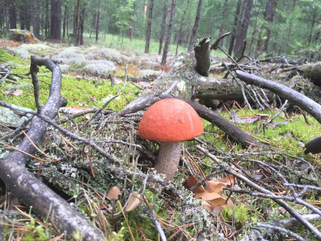 грибочки