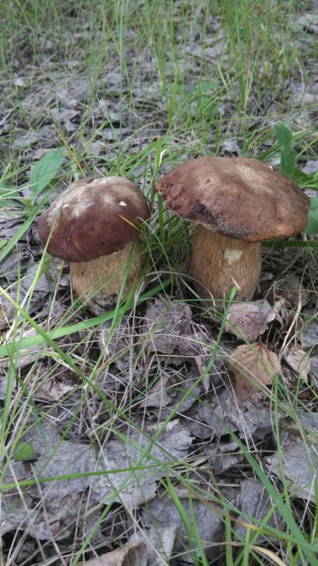 Парочка!!!
