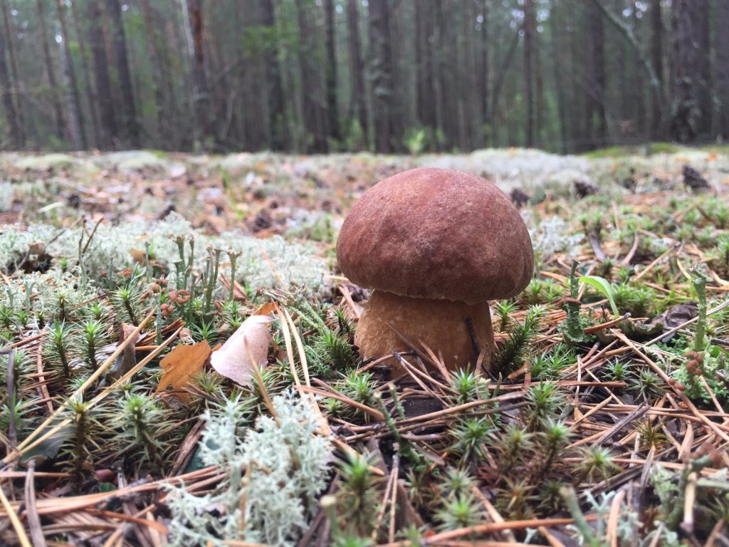 грибочки