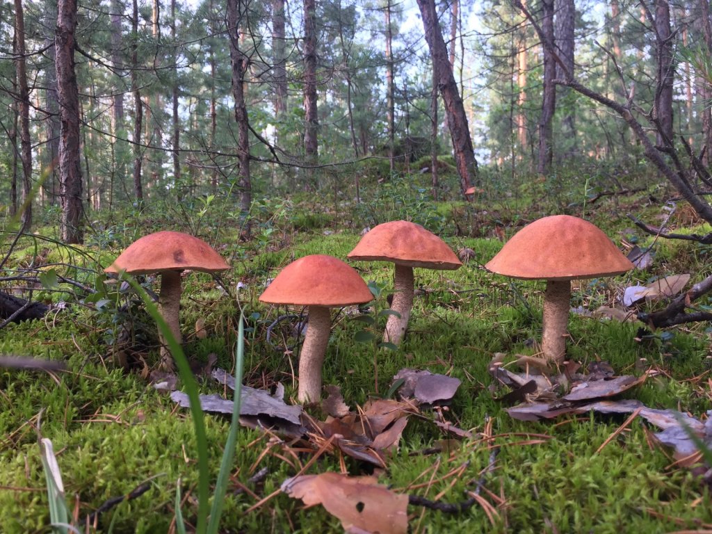 грибочки