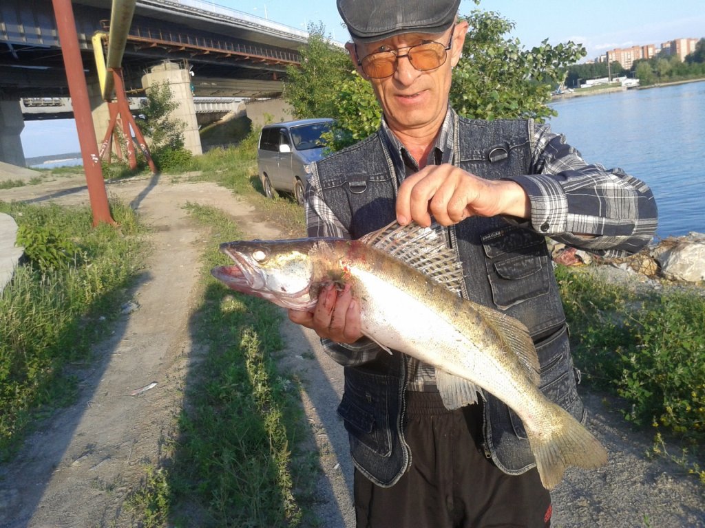 Судачёнок-парсючёнок.