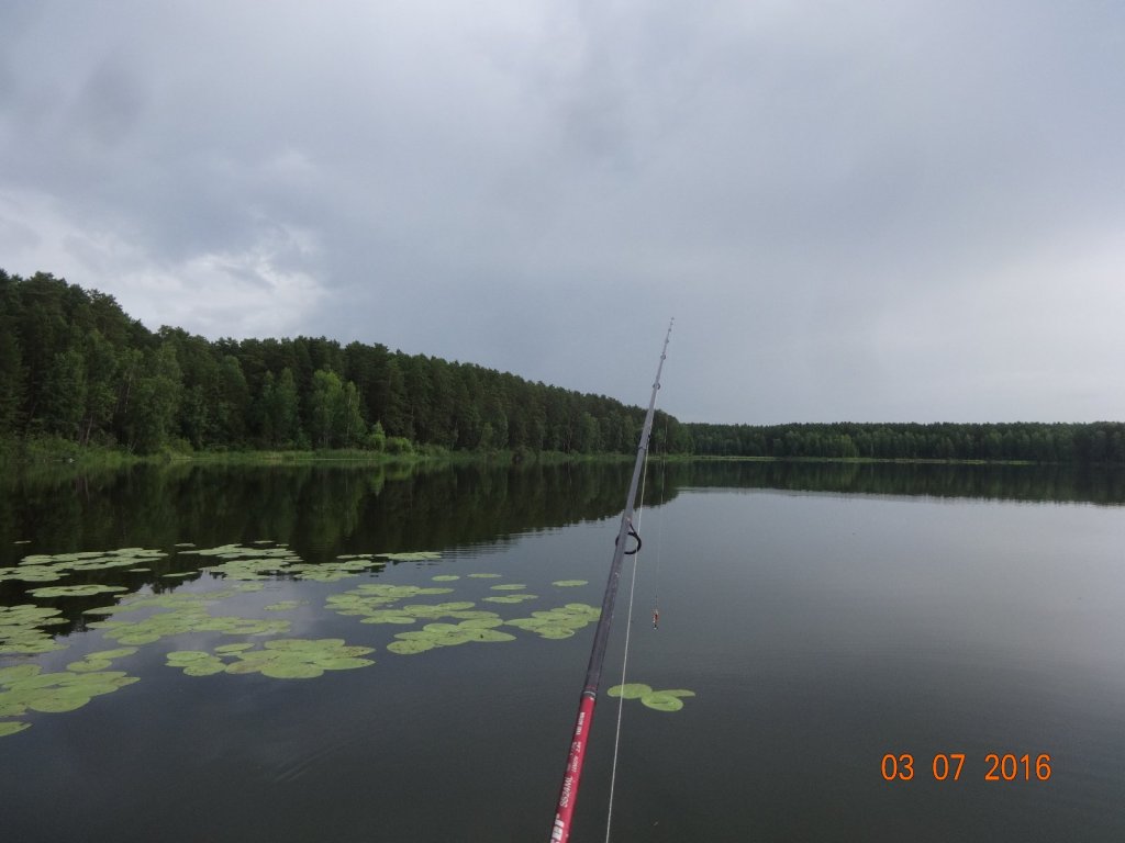 В поисках хищника.
