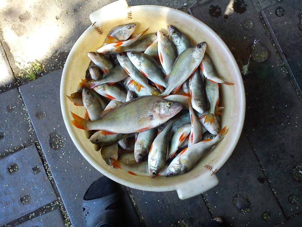 Окунек.