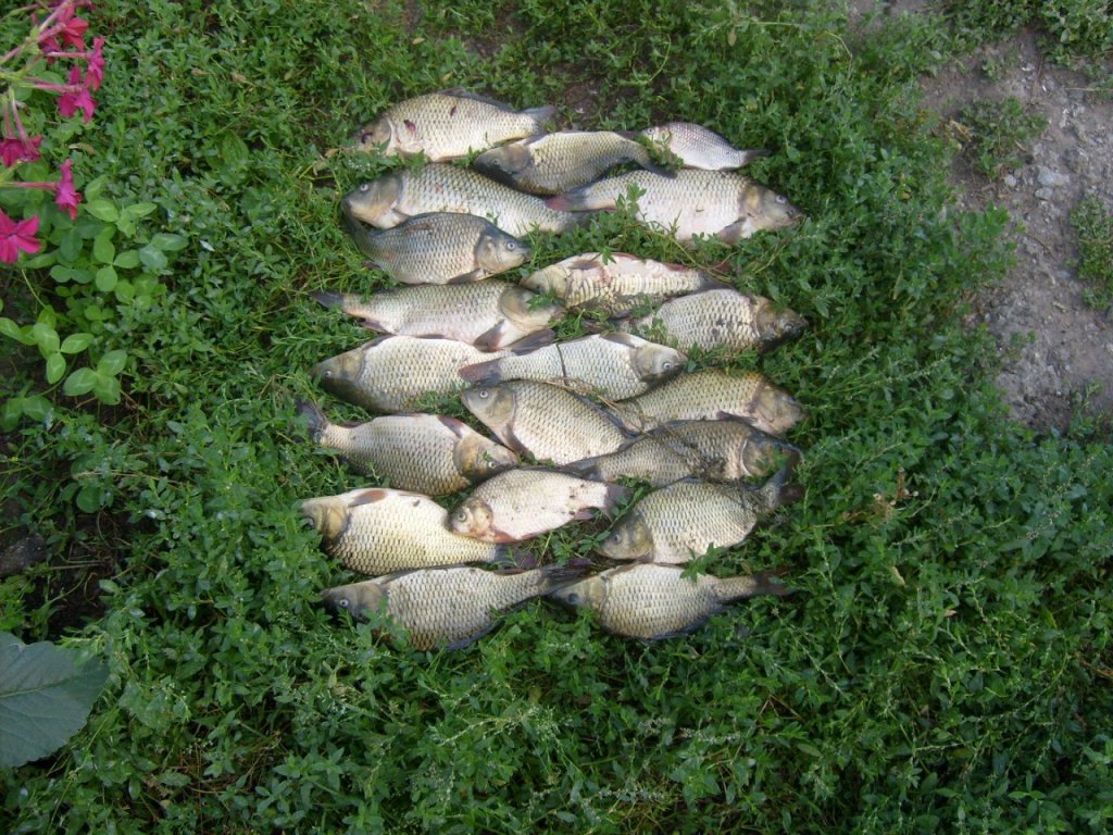 Карпуши)
