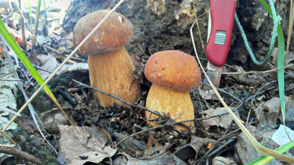 Брательники.
