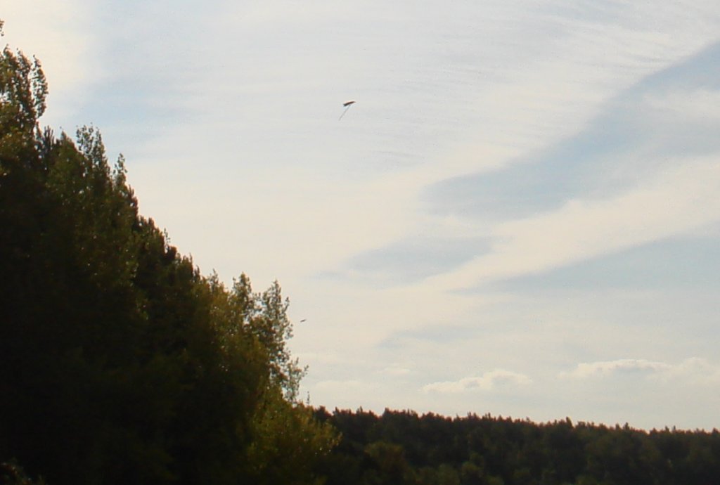 коршун -бамбардировщик.