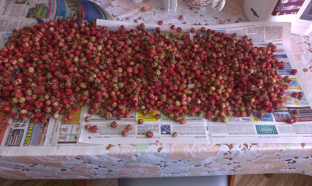 Дары природы)))