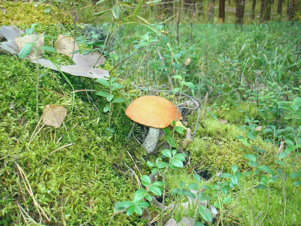 сегодняшний