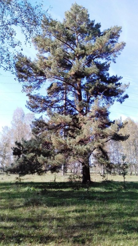 Сосна