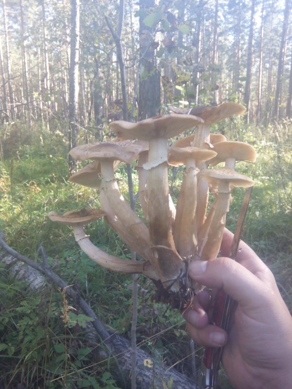 К.бор