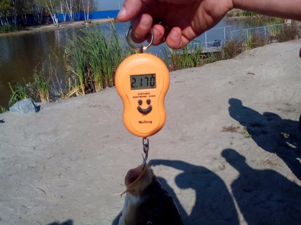 Вес 2170гр взят.(зеркальный карп)