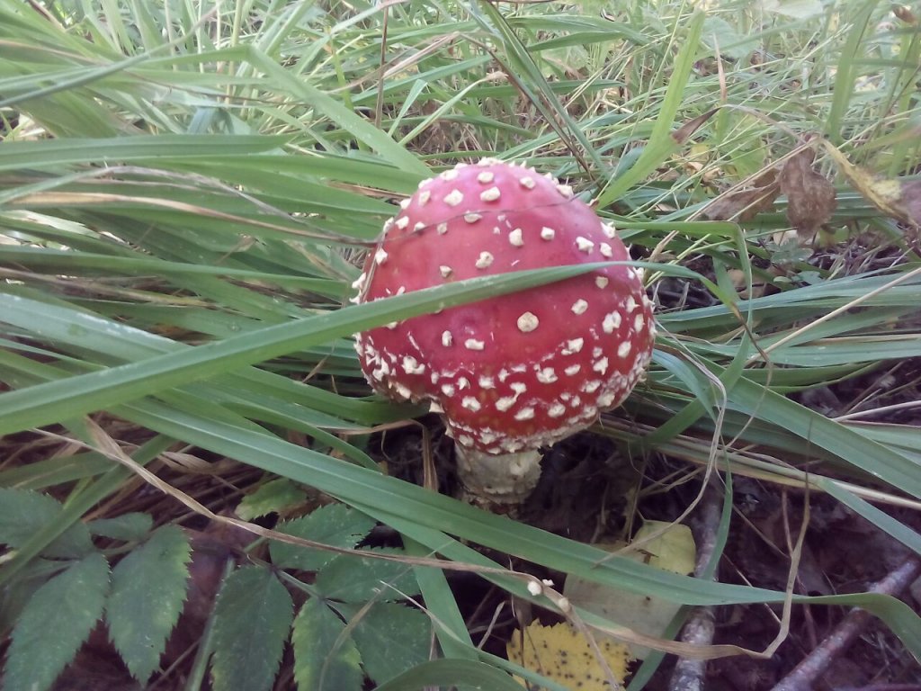 Лесной житель