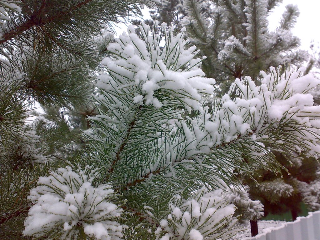 первый снег.