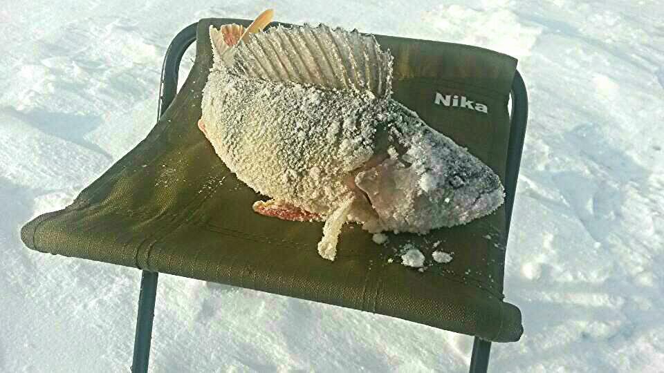 БОНУС